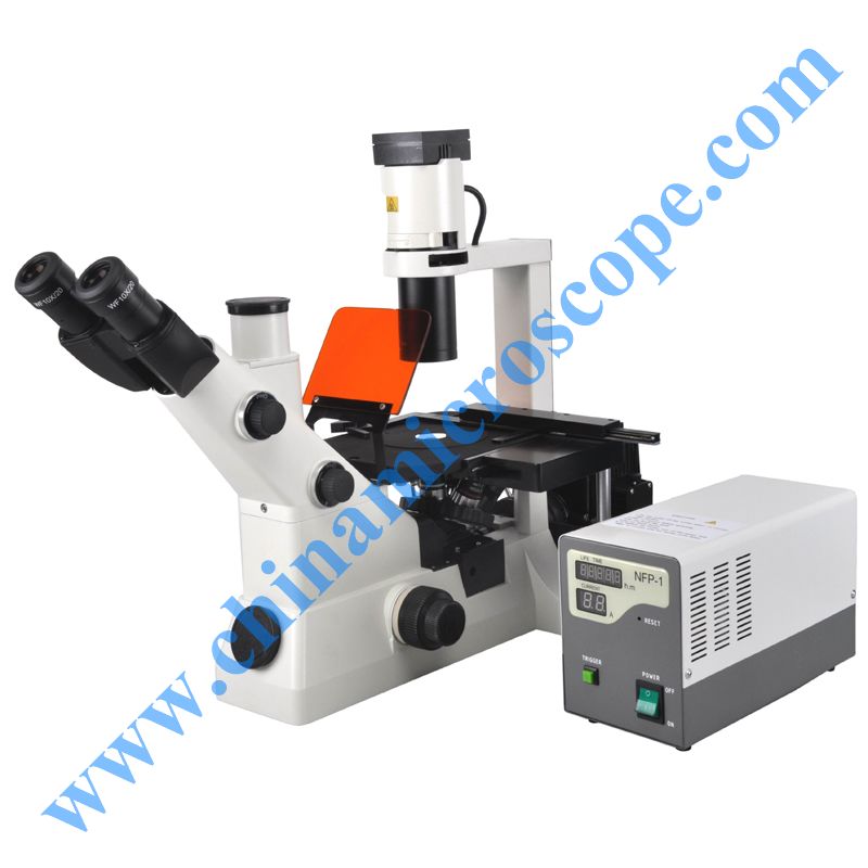 DY-1F inverted fluorescence microscope – Microscope manufacturer in ...